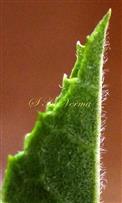  Part of Leaflet (Abaxial view)